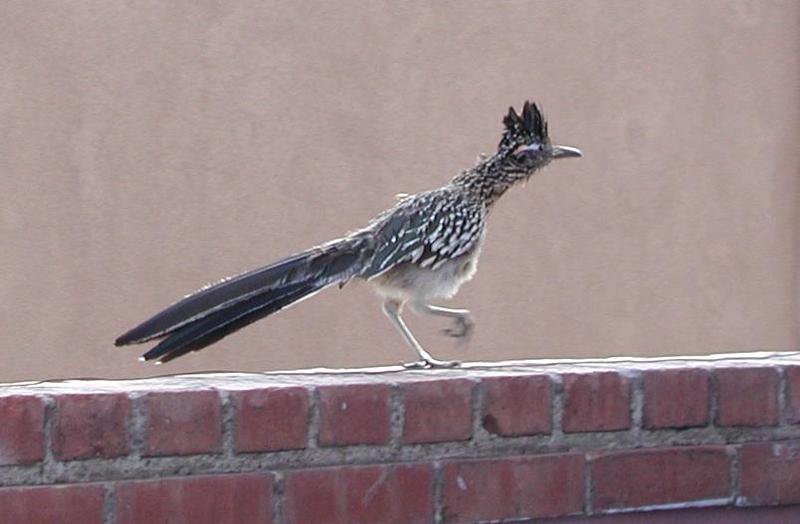 roadrunner on wall