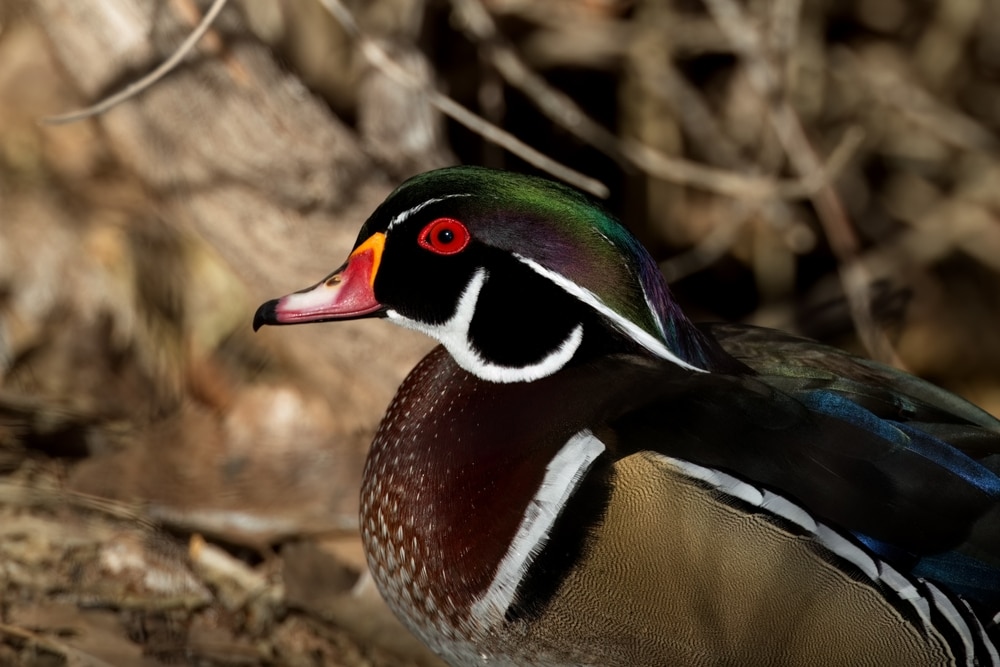Striking colors on one of the many birds you'll see at the Rio Grande Nature Center State Park