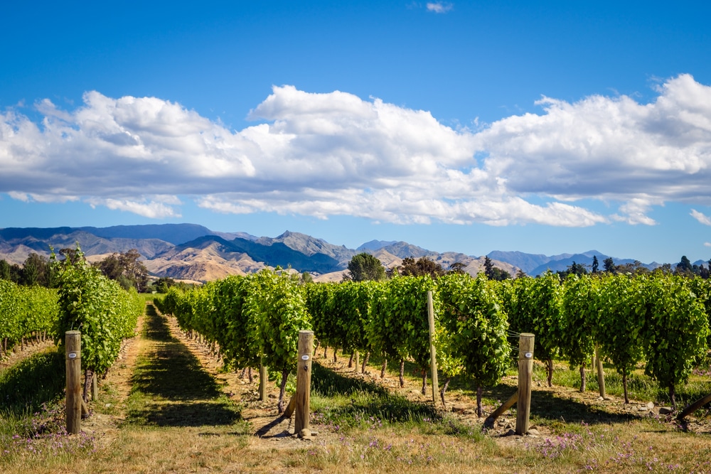 View of a vineyard from the top Albuquerque wineries, like D.H. Lescombes Winery